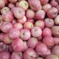 Golden Supplier of Fresh Qinguan Red Apple